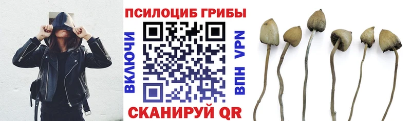 где продают наркотики  Ливны  Галлюциногенные грибы Cubensis 
